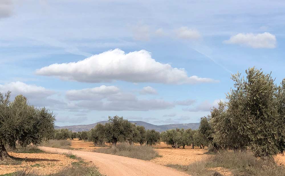 camino entre olivos